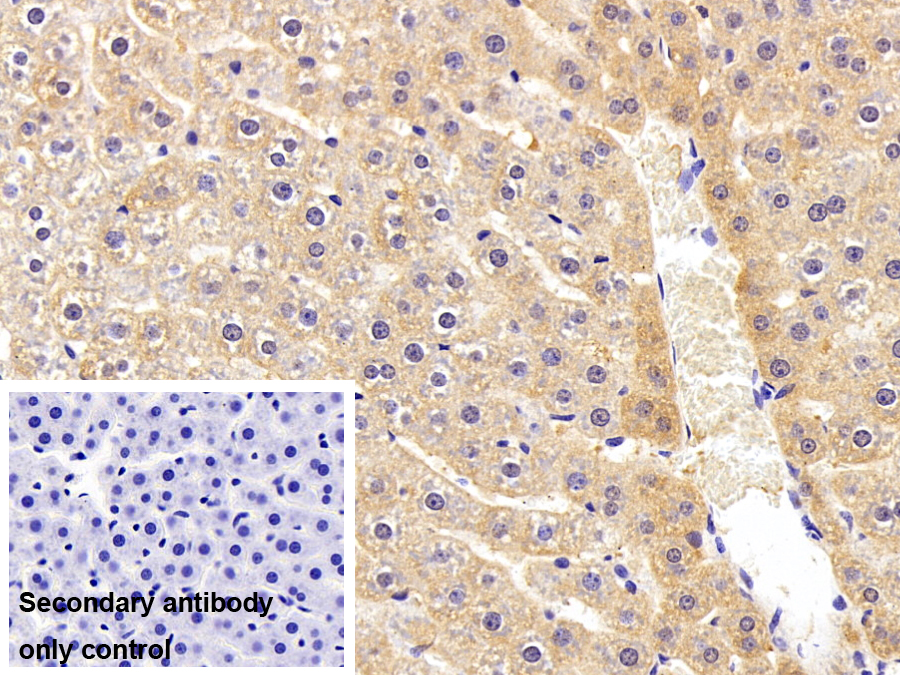 Polyclonal Antibody to Alpha-2-Macroglobulin (a2M)