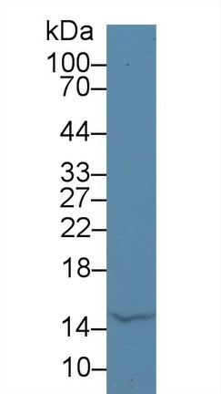 Polyclonal Antibody to Alpha-Lactalbumin (aLA)