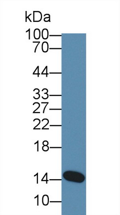 Polyclonal Antibody to Alpha-Lactalbumin (aLA)