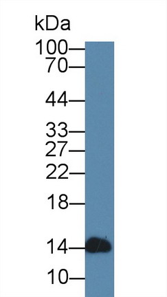 Polyclonal Antibody to Alpha-Lactalbumin (aLA)