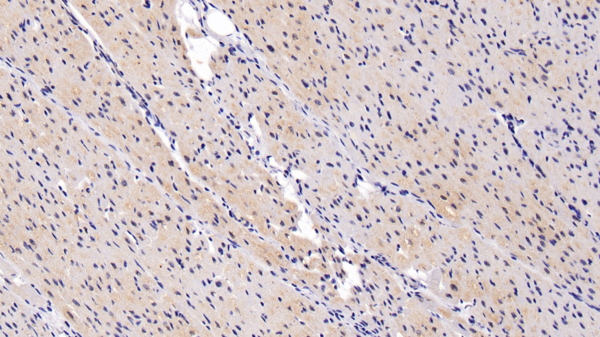 Polyclonal Antibody to Angiopoietin Like Protein 4 (ANGPTL4)