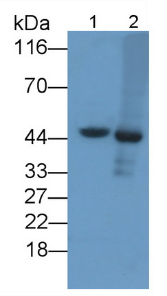 Polyclonal Antibody to Angiopoietin Like Protein 4 (ANGPTL4)