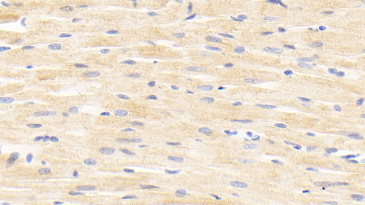 Polyclonal Antibody to Angiopoietin Like Protein 4 (ANGPTL4)