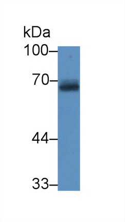 Polyclonal Antibody to Amyloid Precursor Protein (APP)