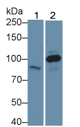 Polyclonal Antibody to Beta Catenin (β-catenin)