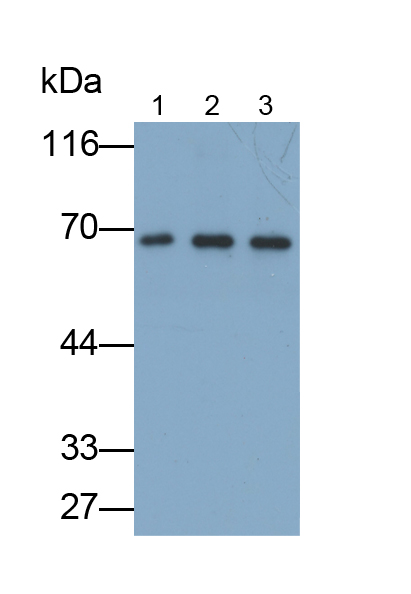 Polyclonal Antibody to Albumin (ALB)