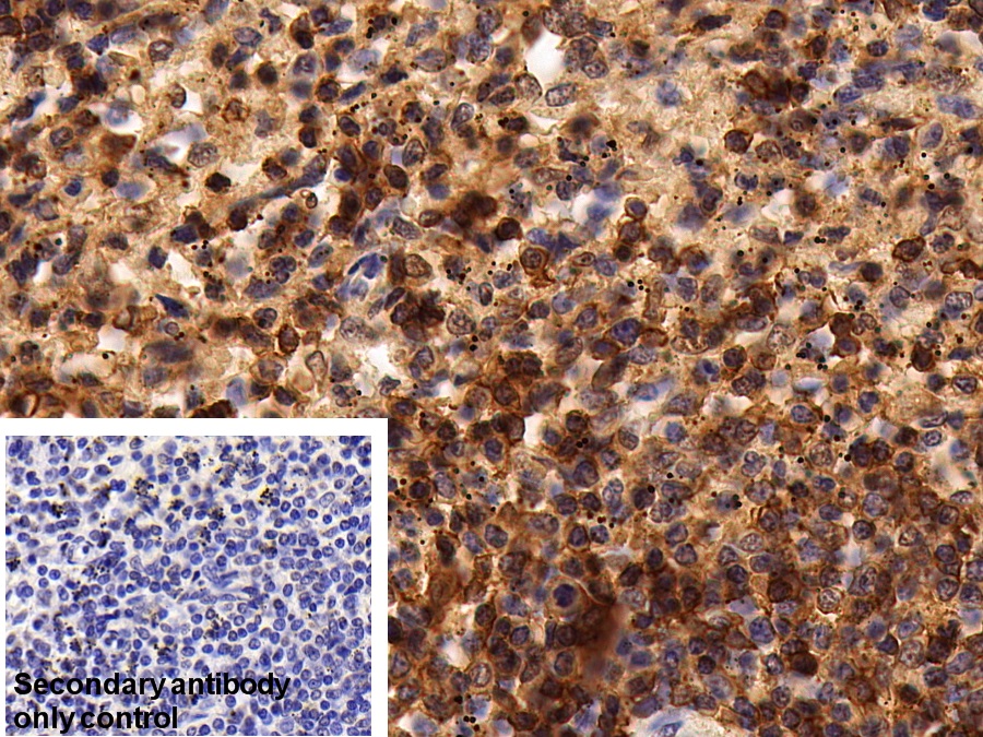 Polyclonal Antibody to Protein Tyrosine Phosphatase Receptor Type C (CD45)