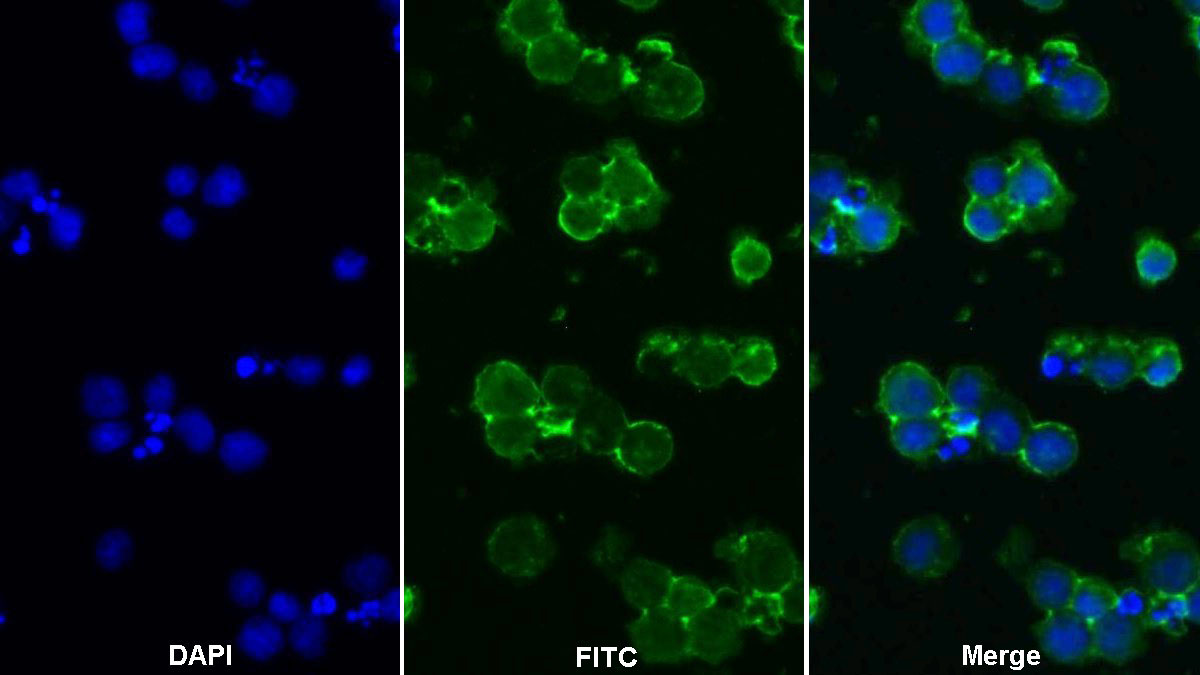 Polyclonal Antibody to Protein Tyrosine Phosphatase Receptor Type C (CD45)