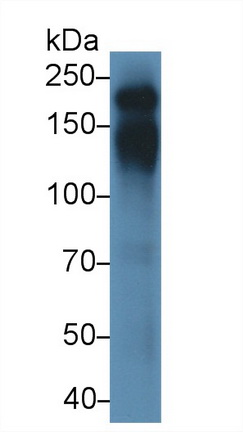 Polyclonal Antibody to Protein Tyrosine Phosphatase Receptor Type C (CD45)