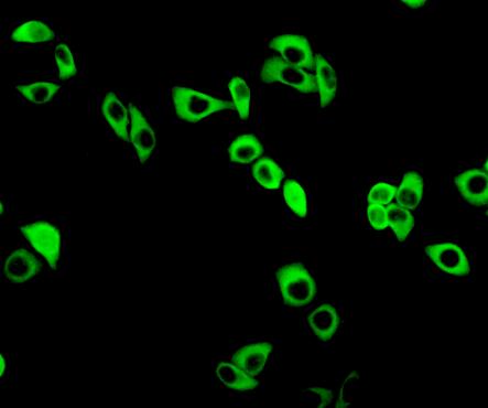 Polyclonal Antibody to Glutamate Cysteine Ligase, Modifier Subunit (GCLM)