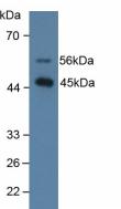 Polyclonal Antibody to Surfactant Associated Protein D (SPD)