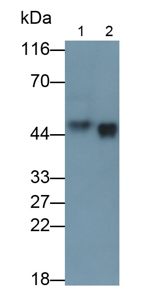 Polyclonal Antibody to Surfactant Associated Protein D (SPD)