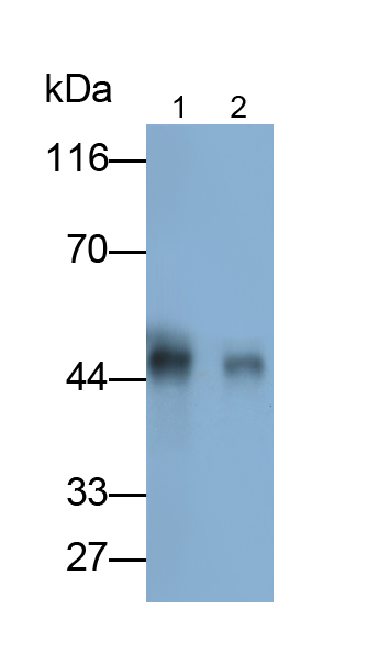 Polyclonal Antibody to Surfactant Associated Protein D (SPD)