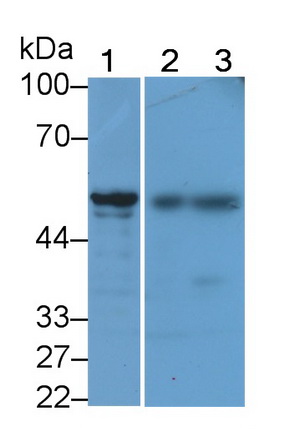 Polyclonal Antibody to Vimentin (VIM)