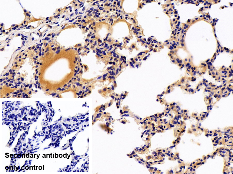 Polyclonal Antibody to Vitronectin (VTN)