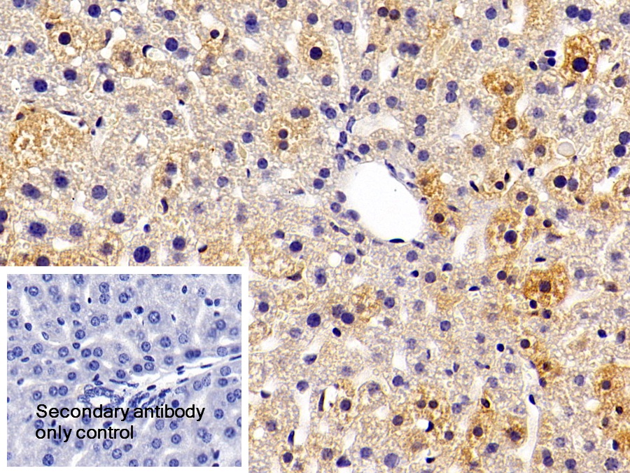 Polyclonal Antibody to Vitronectin (VTN)