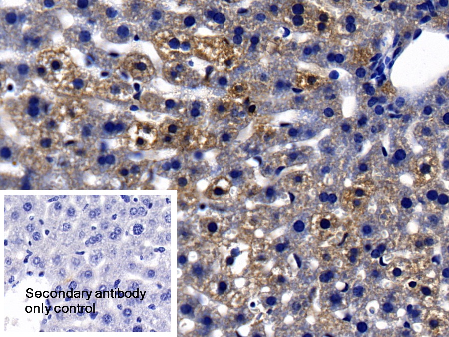 Polyclonal Antibody to Vitronectin (VTN)