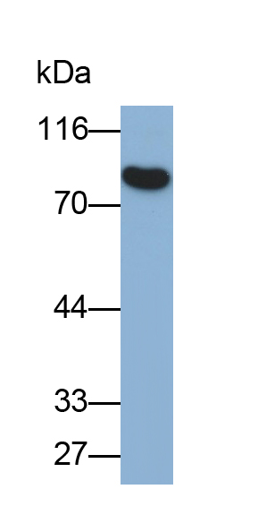 Polyclonal Antibody to Protein Kinase C Beta 1 (PKCb1)