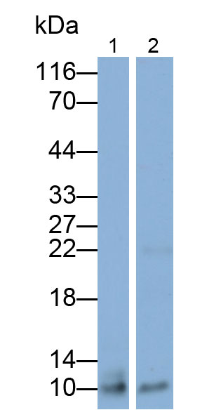 Polyclonal Antibody to Trefoil Factor 1 (TFF1)