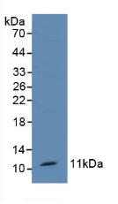 Polyclonal Antibody to Trefoil Factor 1 (TFF1)