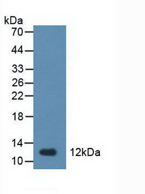 Polyclonal Antibody to Trefoil Factor 1 (TFF1)