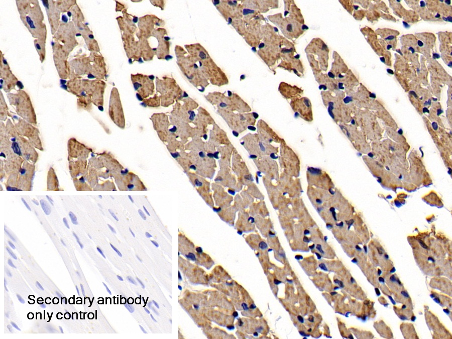 Polyclonal Antibody to Apoptotic Peptidase Activating Factor 1 (APAF1)