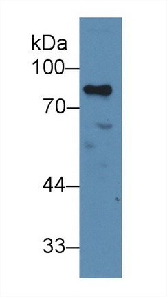 Polyclonal Antibody to Transcriptional Activator Myb (c-Myb)