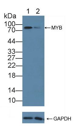 Polyclonal Antibody to Transcriptional Activator Myb (c-Myb)