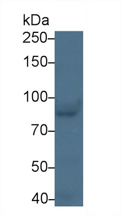 Polyclonal Antibody to Transcriptional Activator Myb (c-Myb)