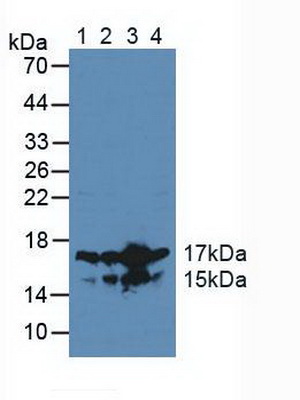 Polyclonal Antibody to High Mobility Group Nucleosome Binding Domain Containing Protein 2 (HMGN2)