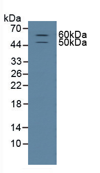 Polyclonal Antibody to Cluster Of Differentiation 15 (CD15)