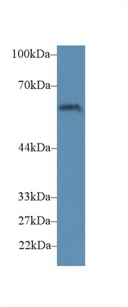 Polyclonal Antibody to Cluster Of Differentiation 15 (CD15)