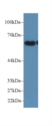 Polyclonal Antibody to Cluster Of Differentiation 15 (CD15)