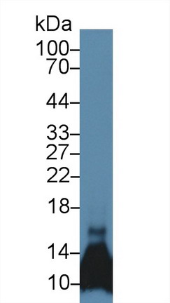 Polyclonal Antibody to Chemokine (C-C motif) ligand 6 (CCL6)