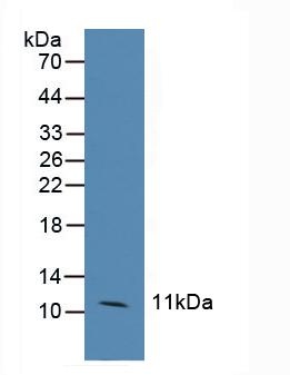 Polyclonal Antibody to Chemokine (C-C motif) ligand 6 (CCL6)