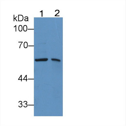 Polyclonal Antibody to Protein Disulfide Isomerase (PDI)