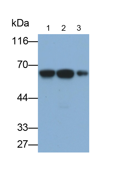 Polyclonal Antibody to Protein Disulfide Isomerase (PDI)