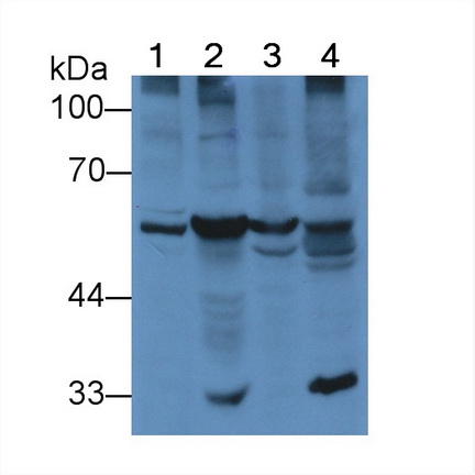 Polyclonal Antibody to Protein Disulfide Isomerase (PDI)