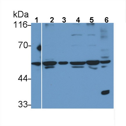 Polyclonal Antibody to Protein Disulfide Isomerase (PDI)