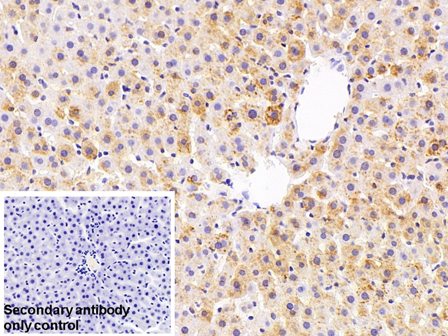 Polyclonal Antibody to Protein Disulfide Isomerase (PDI)