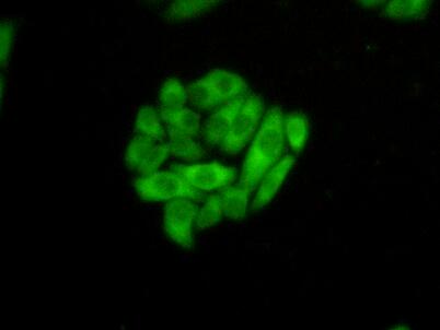 Polyclonal Antibody to Heat Shock 70kDa Protein 1 Like Protein (HSPA1L)