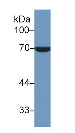 Polyclonal Antibody to Heat Shock 70kDa Protein 1 Like Protein (HSPA1L)