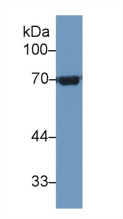 Polyclonal Antibody to Heat Shock 70kDa Protein 1 Like Protein (HSPA1L)