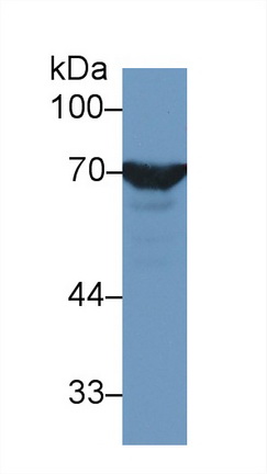 Polyclonal Antibody to Heat Shock 70kDa Protein 1 Like Protein (HSPA1L)