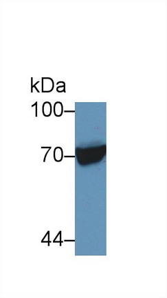 Polyclonal Antibody to Heat Shock 70kDa Protein 1 Like Protein (HSPA1L)