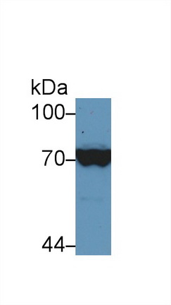 Polyclonal Antibody to Heat Shock 70kDa Protein 1 Like Protein (HSPA1L)