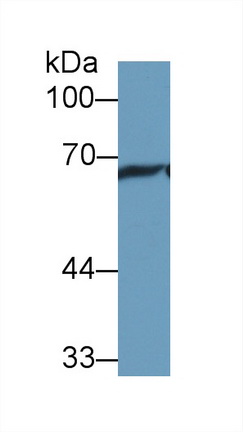 Polyclonal Antibody to Heat Shock 70kDa Protein 1 Like Protein (HSPA1L)