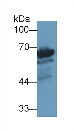 Polyclonal Antibody to Heat Shock 70kDa Protein 1 Like Protein (HSPA1L)