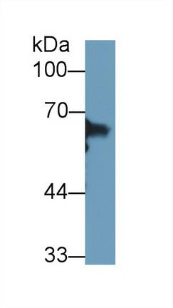 Polyclonal Antibody to Heat Shock 70kDa Protein 1 Like Protein (HSPA1L)