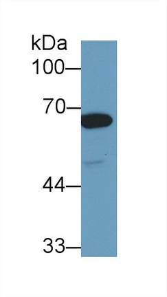 Polyclonal Antibody to Heat Shock 70kDa Protein 1 Like Protein (HSPA1L)